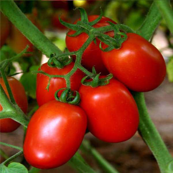 Tomato San Marzano Vegetable Seeds